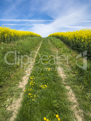 Rapsfeld Feldweg