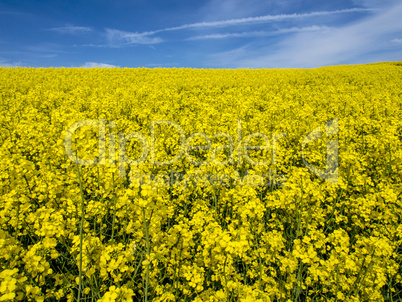 Rapsfeld ohne Ende