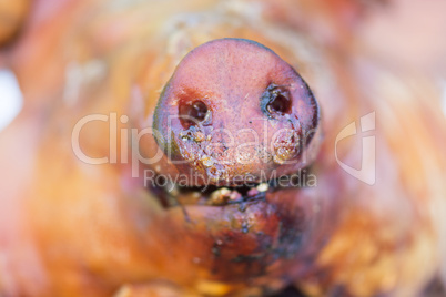 Detail of the nose of a suckling pig