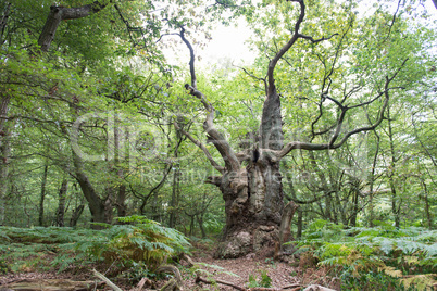 Big old oak tree