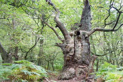 Big old oak tree