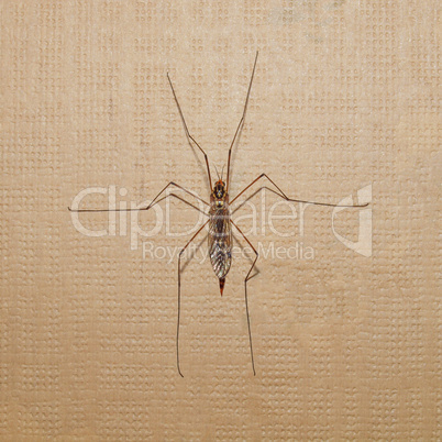 Crane Fly insect