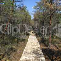 Wooden path walkway