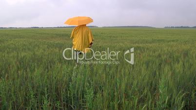 Lonely person under an umbrella walking away through the wheat field