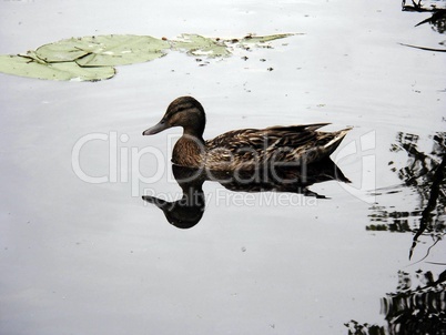 Schwimmende Ente