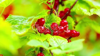 Closeup of redcurrant berries on bush in orchard. Shallow focus depth on berries