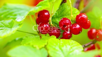 Closeup of redcurrant berries on bush in orchard. Shallow focus depth on berries