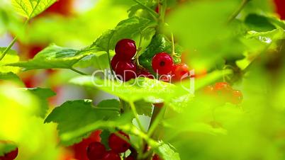 Closeup of redcurrant berries on bush in orchard. Shallow focus depth on berries