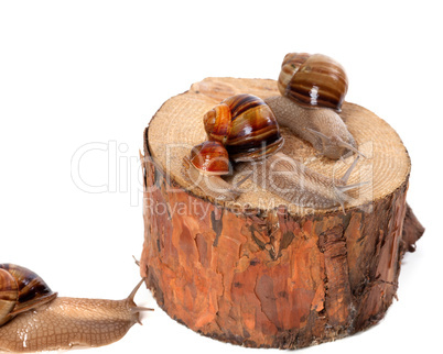 Snails on pine-tree stump