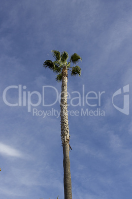 Palm tree on sky background