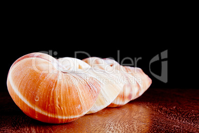 Snail shell