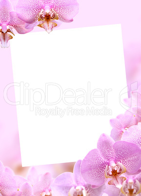 Orchid Greeting Card