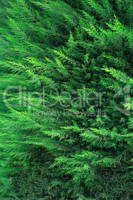 Cypress Background