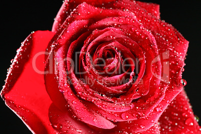 Red Wet Rose