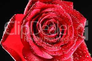 Red Wet Rose