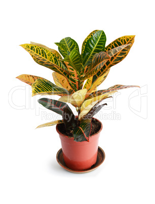 Potted Plant