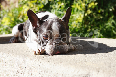 Sad French Bulldog