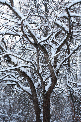 Winter Tree