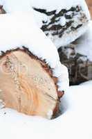 Timber In Snow