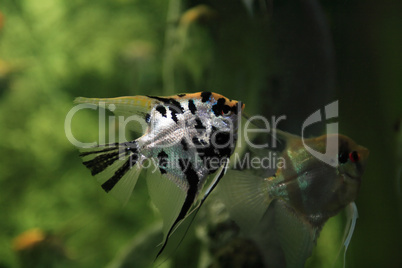 Fish In Aquarium