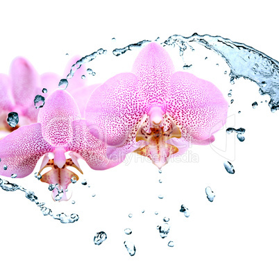 Orchid And Water