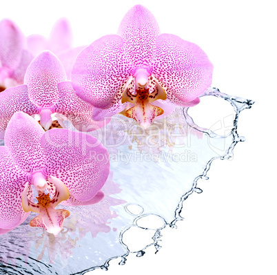 Orchid And Water