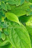 Green Leaves Background