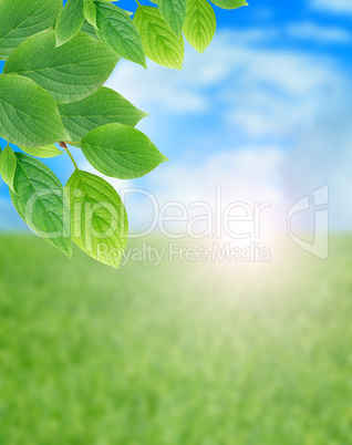 Green Leaves Border