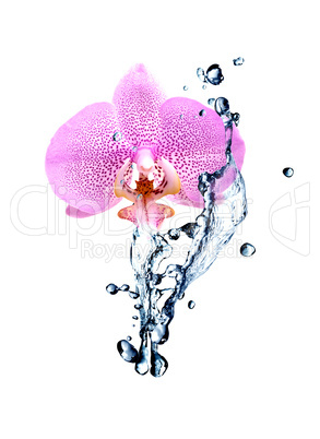 Orchid And Water