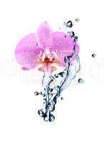 Orchid And Water