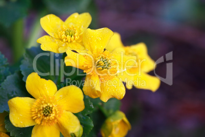 Yellow Wildflower