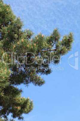 Pine-Tree