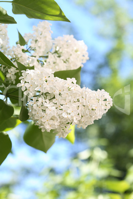 White Lilac