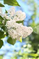 White Lilac