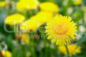 Yellow Dandelion