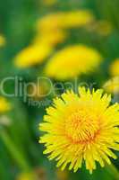 Yellow Dandelion