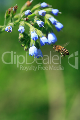 Bee Near Flower