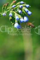 Bee Near Flower