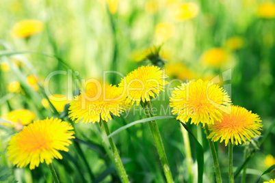 Yellow Dandelions