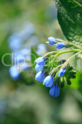 Blue Wildflower