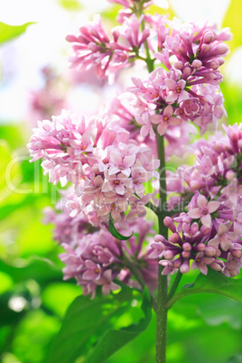 Purple Lilac