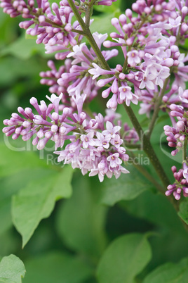 Purple Lilac