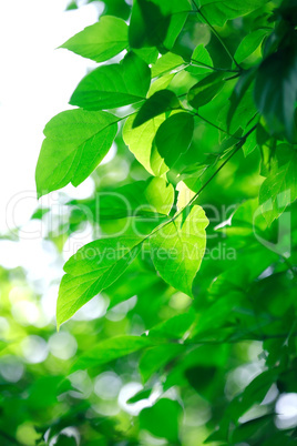 Green Leaves