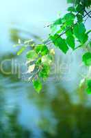 Green Leaves Above Water