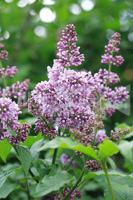 Purple Lilac