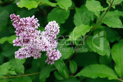 Purple Lilac