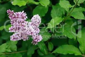 Purple Lilac