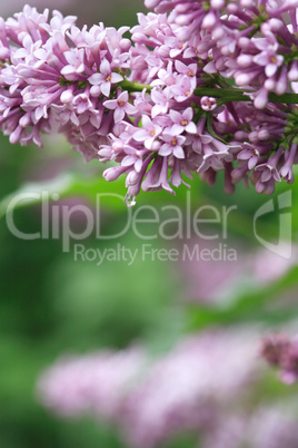 Purple Lilac