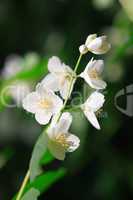 Jasmine Flower