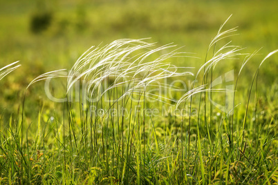 Stipa